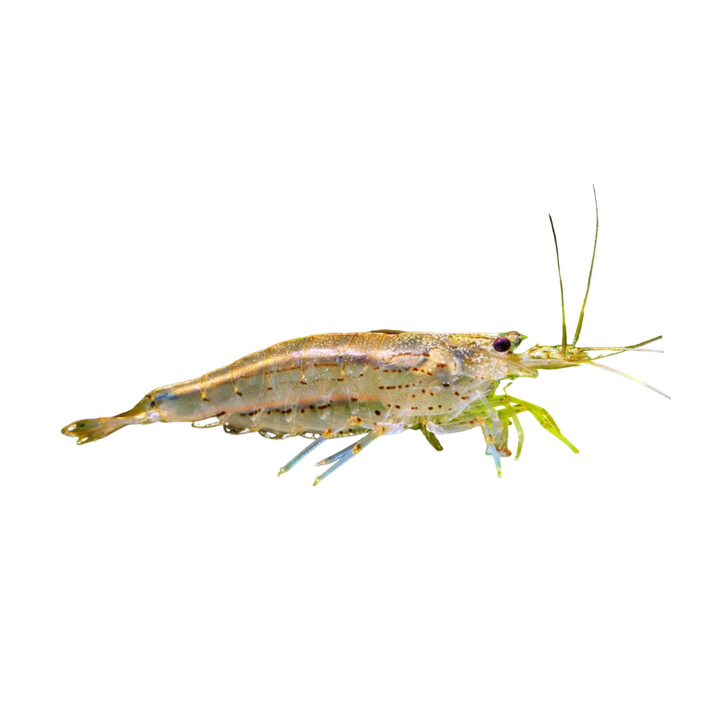 Amanogarnele - Caridina multidentata