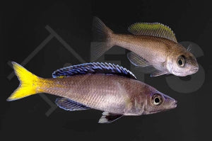 Blauer Heringscichlide "mpulungu" (Cyprichromis leptosoma)