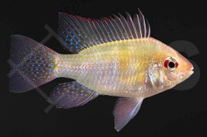 Schmetterlingsbuntbarsch "gold" (Mikrogeophagus ramirezi)