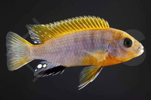 Blauer Labidochromis "Red Top" (Labidochromis hongi)
