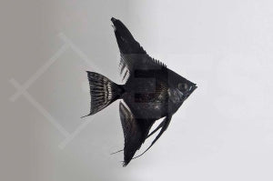 Skalar "schwarz" (Pterophyllum scalare)