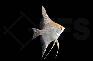 Skalar "gold" (Pterophyllum scalare)