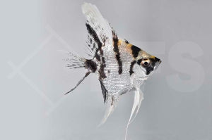 Skalar "Koi" (Pterophyllum scalare)