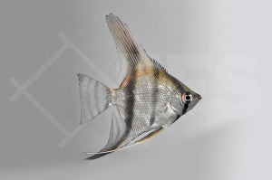 Skalar "natur" (Pterophyllum scalare)