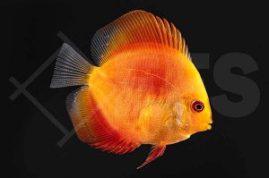 Diskus "Marlboro" (Symphysodon aequifasciatus)