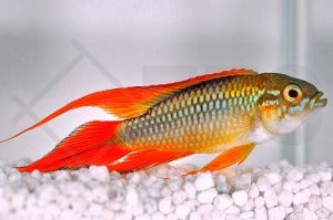 Agassiz’ Zwergbuntbuntbarsch "doppel rot" (Apistogramma agassizii)