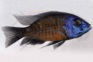 Kadango-Cichlide "red fin" (Copadichromis borleyi)