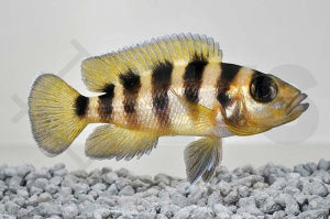 Sechsstreifen-Lamprologus "tanzania gold" (Neolamprologus sexfasciatus)