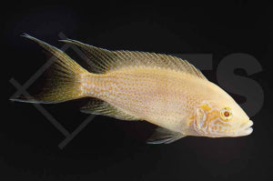 Feenbarsch "albino" (Neolamprologus brichardi)