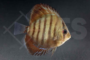 Brauner Diskus (Symphysodon aequifasciatus)