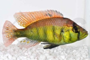 Papyrus-Maulbrüter Astatotilapia aeneocolor "yellow belly"
