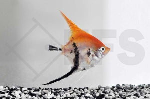 Skalar "Rote Teufel" (Pterophyllum scalare)