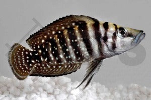 Perlhuhnbarsch "black pearl" (Altolamprologus calvus)