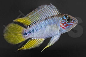 Borellis Zwergbuntbarsch "opal" (Apistogramma borelli)
