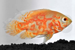 Pfauenaugenbuntbarsch "gold" (Astronotus ocellatus)