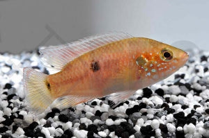 Gelbflossen-Juwelenbuntbarsch (Hemichromis spec "gabun")