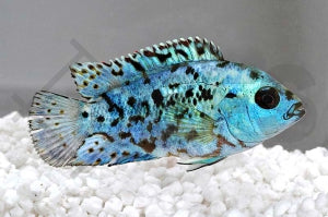 Cichlide "Blue Jack Dempsey" (Rocio octofasciata)