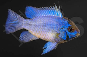 Schmetterlingsbuntbarsch "electric blü" (Mikrogeophagus ramirezi)