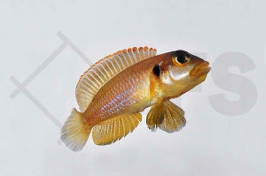 Tanganjika Schneckenbuntbarsch "gold" (Lamprologus ocellatus)