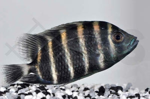 Zebratilapia (Heterotilapia buttikoferi)