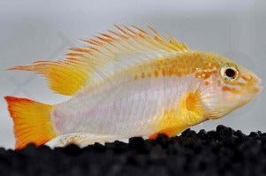 Schwarzkehl-Zwergbuntbarsch "gold" (Apistogramma viejita)