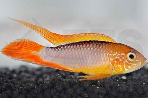 Agassiz’ Zwergbuntbarsch "fire red" (Apistogramma agassizii)