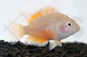 Grünflossenbuntbarsch "gold" (Cichlasoma nigrofasciatum)