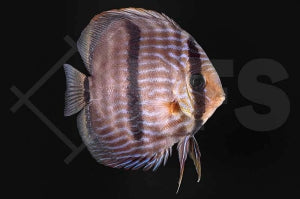 Heckel-Diskus (Symphysodon discus) XL