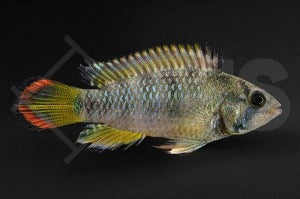 Inka-Zwergbuntbarsch (Apistogramma baenschi)