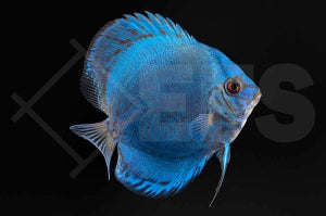 Diskus "Blü Diamond" (Symphysodon aequifasciatus)
