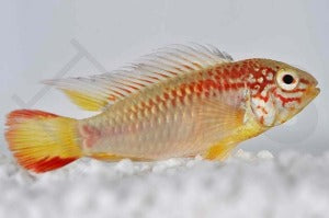 Villavicencio-Zwergbuntbarsch "gold rot" (Apistogramma macmasteri)
