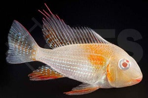 Heckels Buntbarsch "albino" (Acarichtys heckelii)