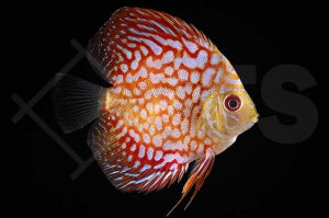 Diskus "Pigeon checkerboard" (Symphysodon aequifasciatus)