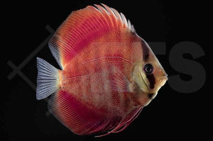 Diskus "Red Rose" (Symphysodon aequifasciatus)