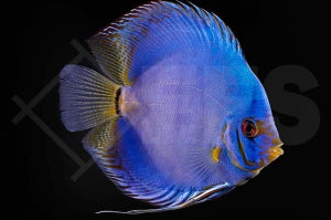 Diskus "Cobalt Blau" (Symphysodon aequifasciatus)