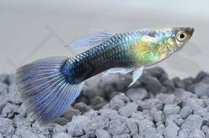 Guppy männlich "neonblau" (Poecilia reticulata)