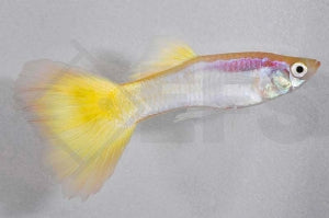 Guppy männlich "neongelb" (Poecilia reticulata)