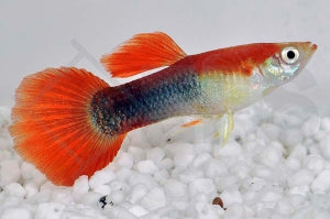 Guppy männlich "rubinrot" (Poecilia reticulata)