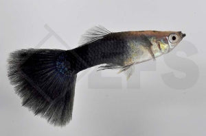 Guppy männlich "schwarz" (Poecilia reticulata)