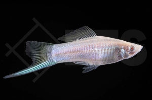 Schwertträger "albino weiß" (Xiphophorus helleri)