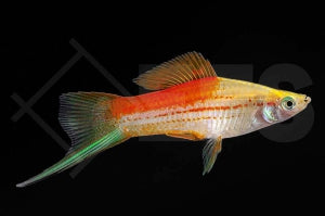Schwertträger "Ananas" (Xiphophorus helleri)