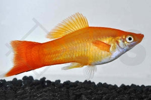 Schwertträger "orange" (Xiphophorus helleri)