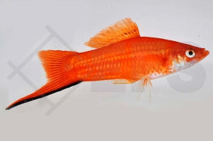 Schwertträger "rot" (Xiphophorus helleri)