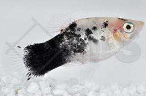 Dalmatinerplaty (Xiphophorus maculatus)