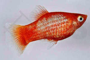 Glühlichtplaty "orange" (Xiphophorus maculatus)