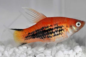 Platy "Hochflosse" (Xiphophorus maculatus)