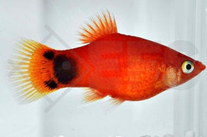 Mondplaty "rot" (Xiphophorus maculatus)