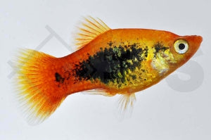 Platy "tuxedo gelb" (Xiphophorus maculatus)