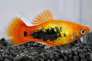 Sunsetplaty "tuxedo" (Xiphophorus maculatus)