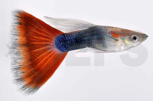 Guppy männlich "neonblau/rot" (Poecilia reticulata)